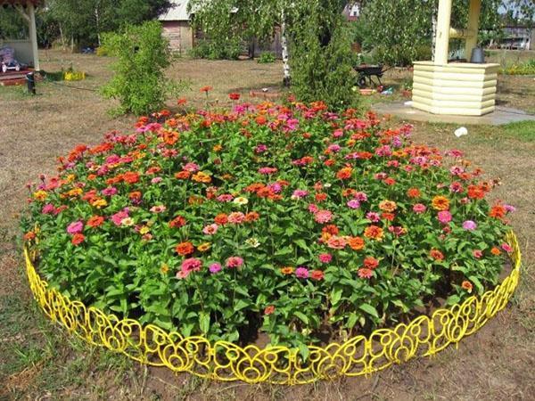 parterre de fleurs de zinnia bien entretenu