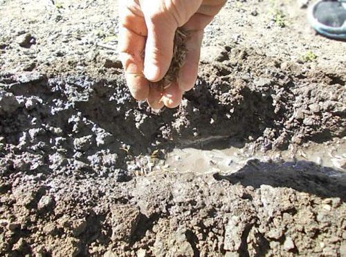 plantar semillas de zinnia en campo abierto