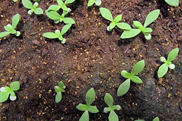 le zinnia tire en plein champ