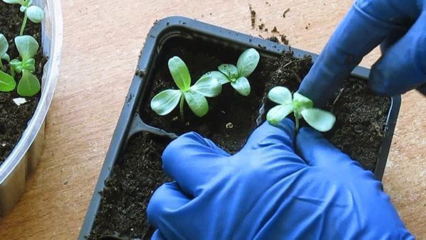 faire pousser des semis de zinnia