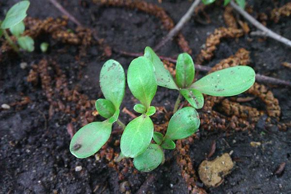 cuidado de plántulas de zinnia