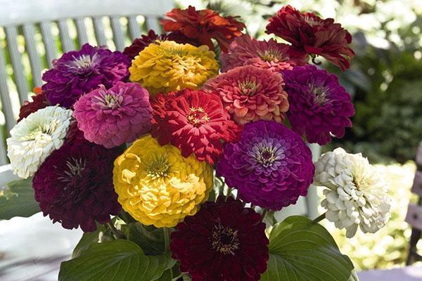 bouquet de zinnia