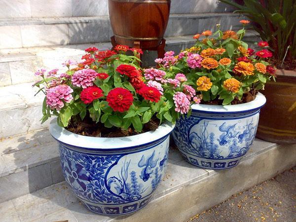 zinnia en pot