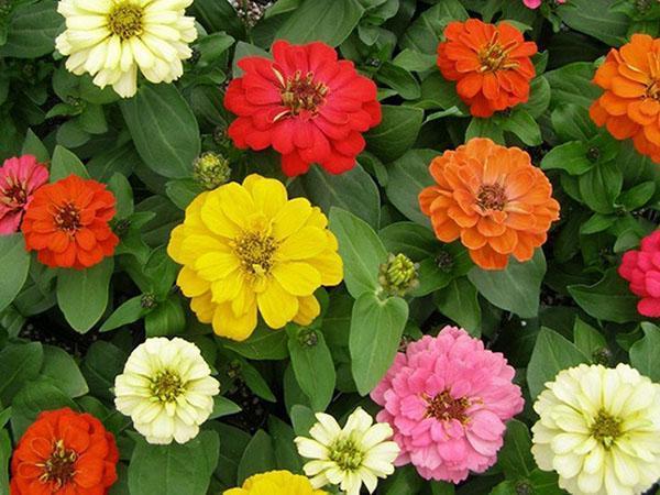 décoration de parterre de fleurs de zinnia