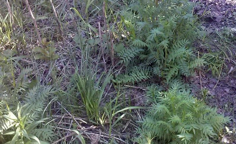 plantation de bleu cyanose et soins