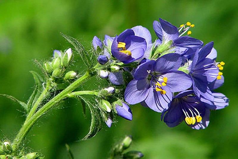 plante de la famille des cyanures