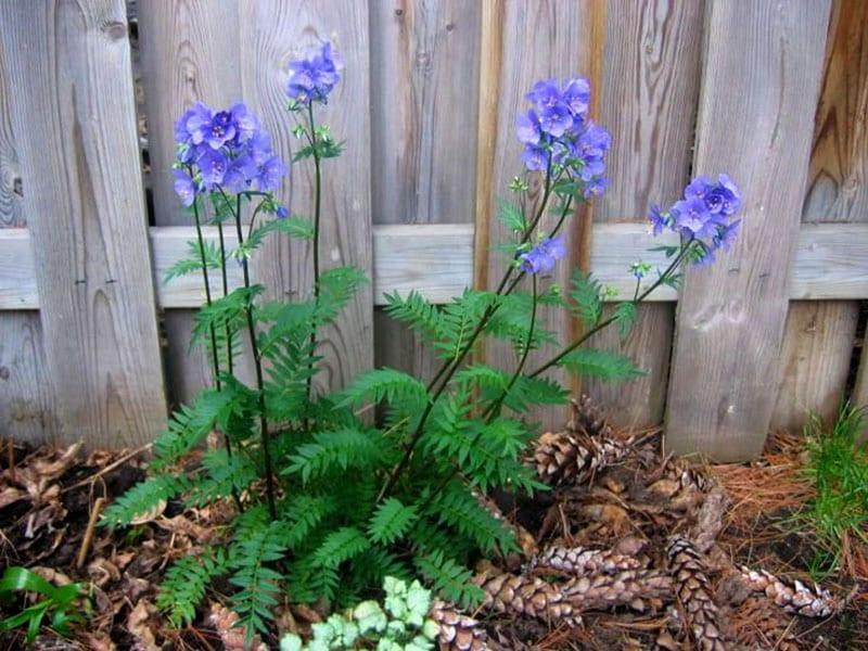 plaques de feuilles bleu cyanose