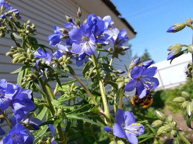 plantando cianosis azul y cuidado en campo abierto.