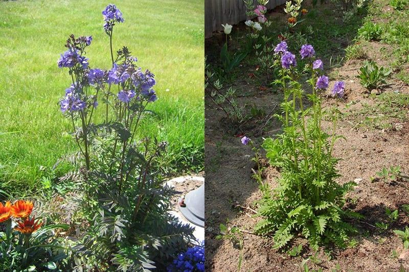 faire pousser du bleu cyanose dans le jardin