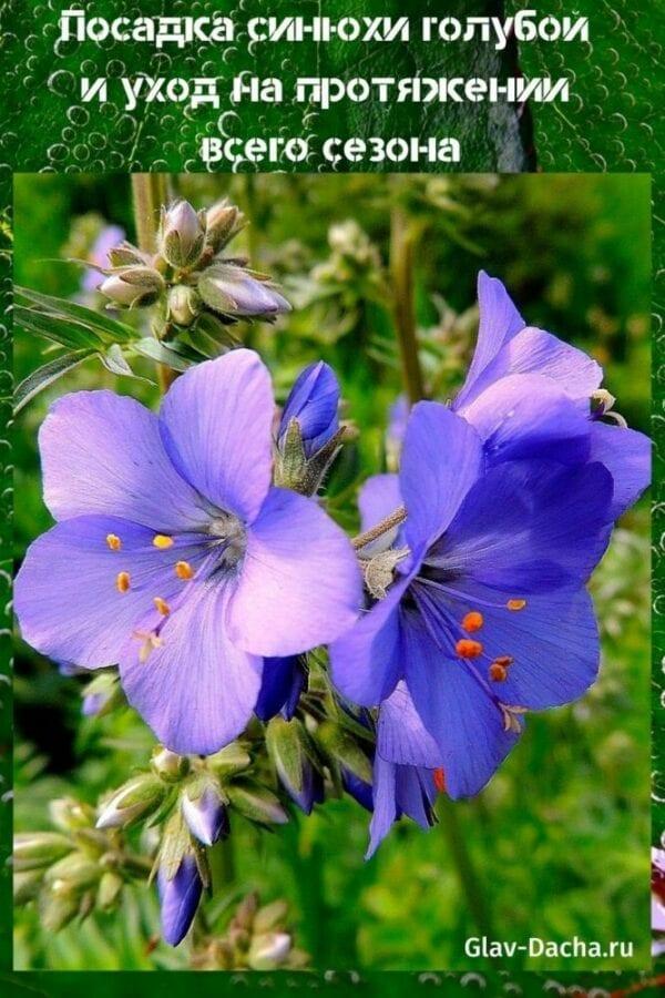 plantando cianosis azul y cuidado