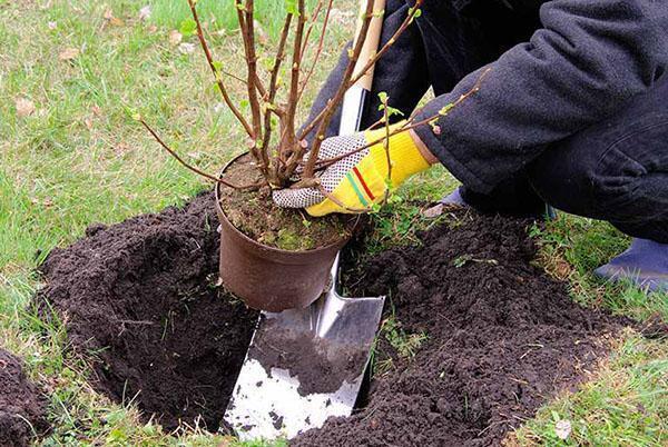 planter des groseilles au printemps