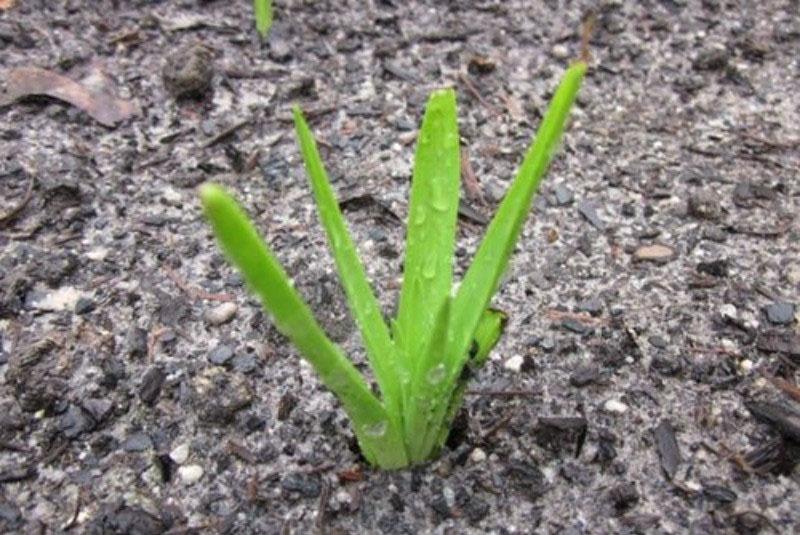 fechas de siembra para plantas bulbosas