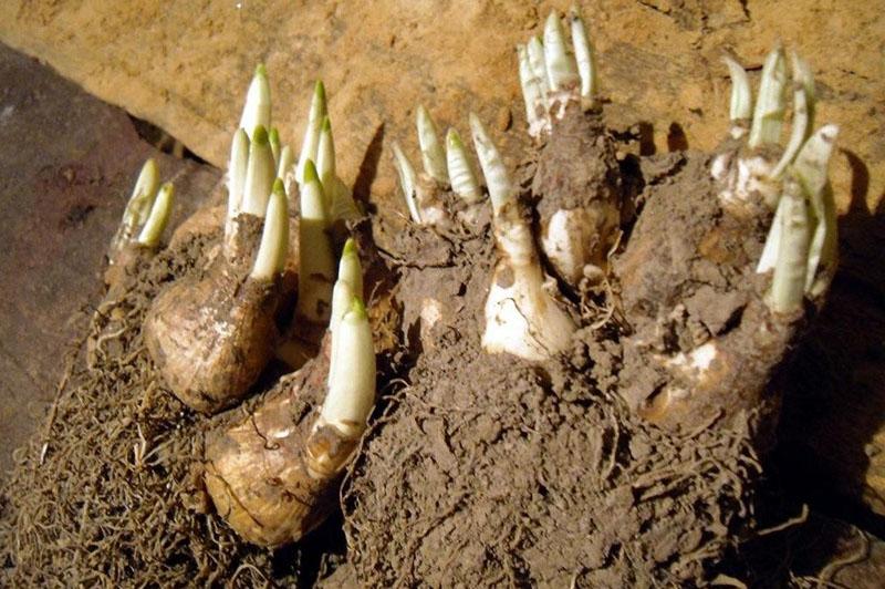 préparation des tubercules de tubéreuse pour la plantation