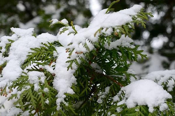 thuja bajo la nieve