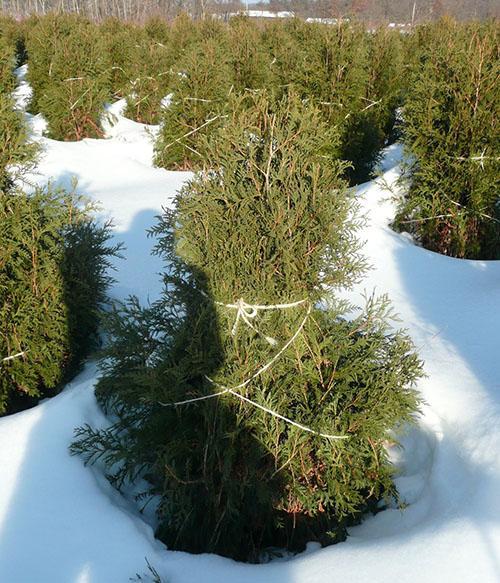 Thuja flejes para el invierno