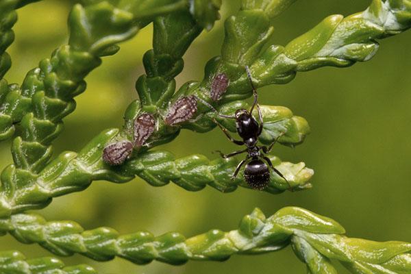 plagas de thuja