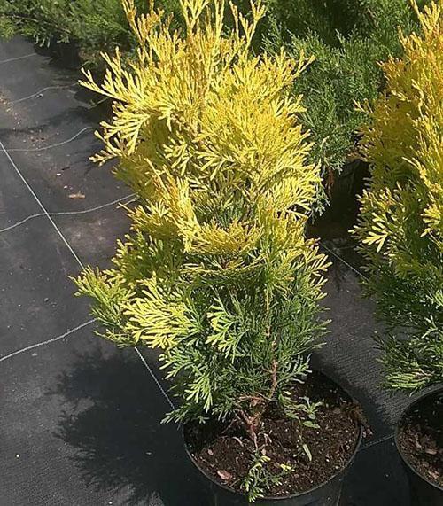 plántulas de thuja del vivero