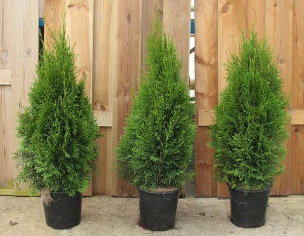 Thuja de raíz cerrada