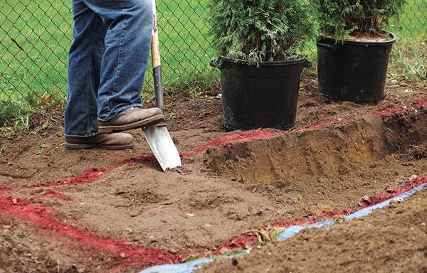 préparation d'un endroit pour planter un thuya