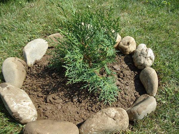 thuja al aire libre