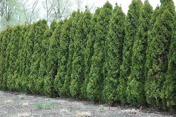 thuja con buen cuidado