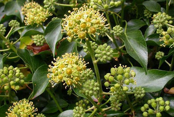 Flores de hiedra de jardín