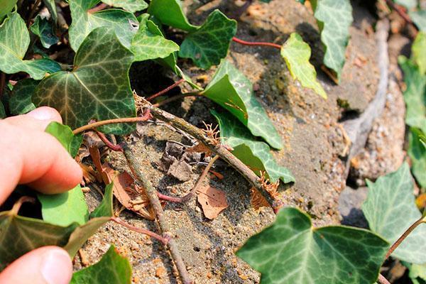 Les racines aériennes permettent une propagation facile et rapide de la plante