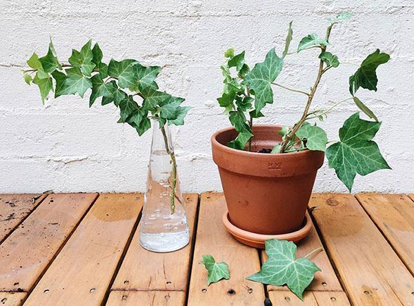 Planta joven y enraizamiento de los esquejes