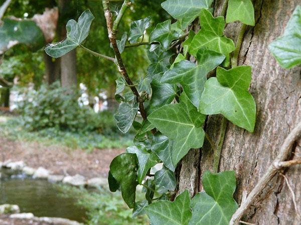 Le lierre de jardin grimpe à un arbre