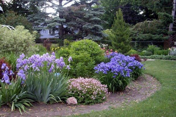 lirios en composiciones de jardín