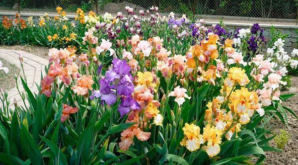 iris de colores a lo largo del camino del jardín