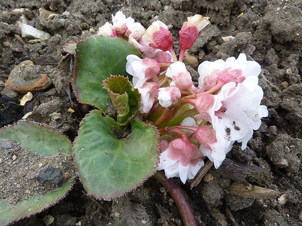 planter du badan en pleine terre