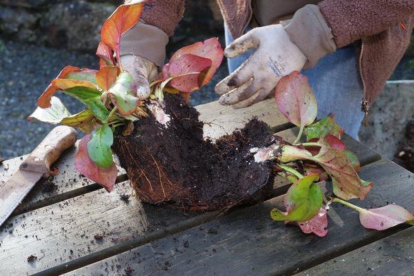 propagation du badan en divisant le buisson