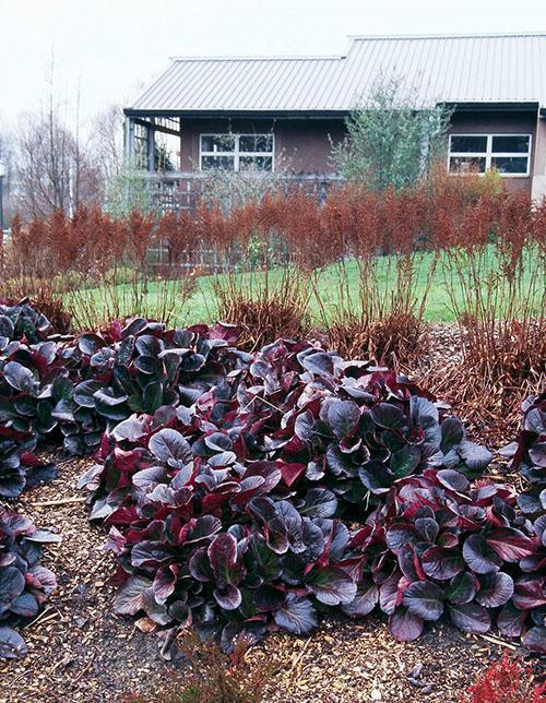 Badan de jardin en automne