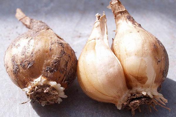 préparer les bulbes pour la plantation