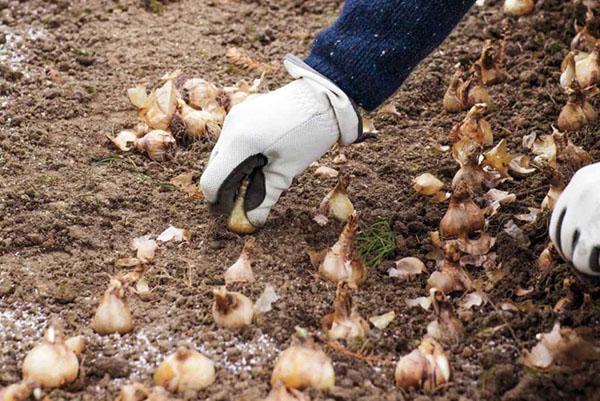 planter des bulbes de jonquilles