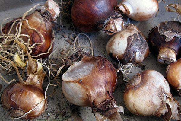 arracher les bulbes après la floraison