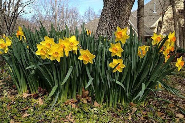 les jonquilles ont besoin d'être nourries pour fleurir