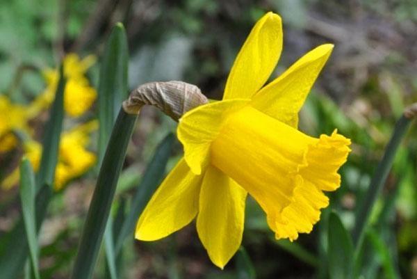 les jonquilles fleurissent dans le parterre de fleurs