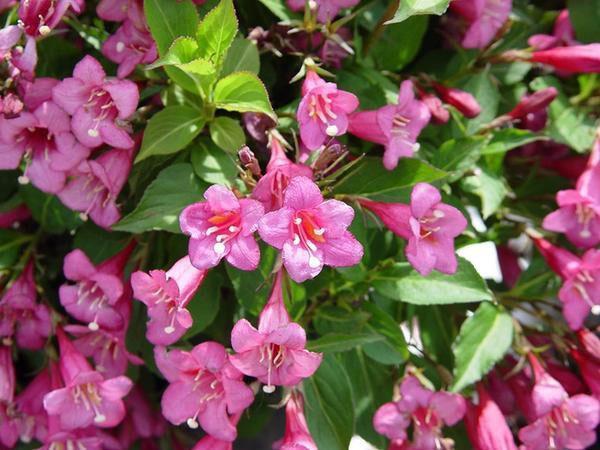 weigela florece profusamente