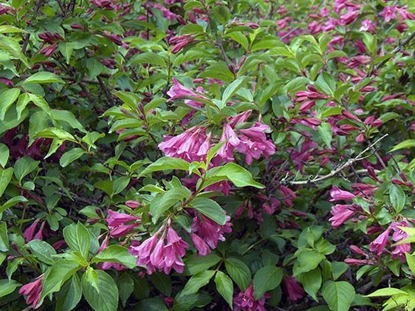 buisson de weigela adulte