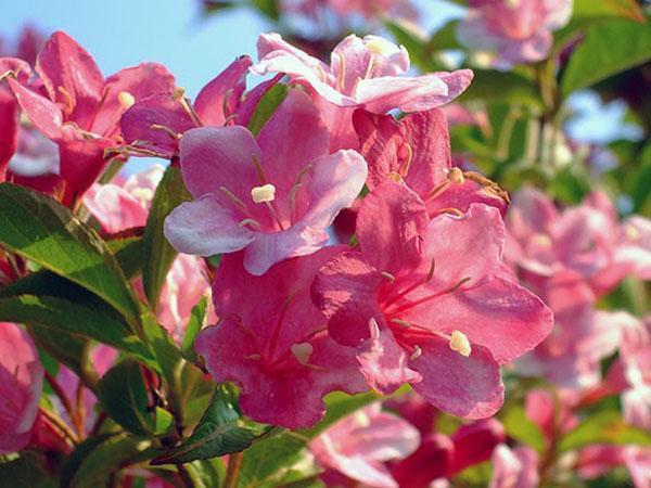 Weigela Middendorf