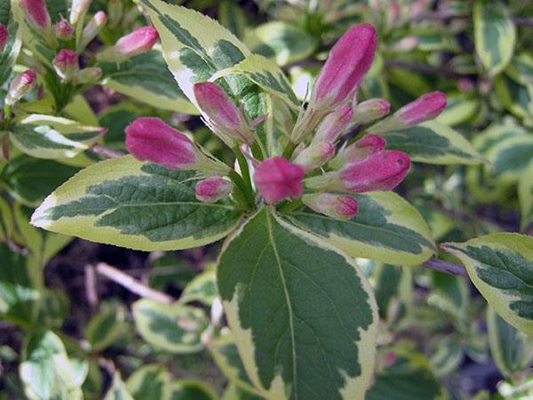 weigela abigarrada