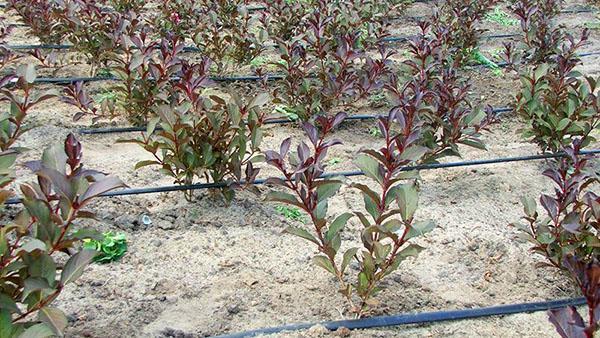 plántulas de weigela en el vivero