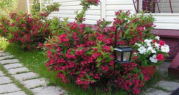 weigela dans le jardin