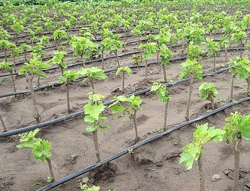 El primer año de cultivo de la uva.