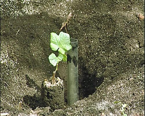 Plantation de printemps des boutures de raisin