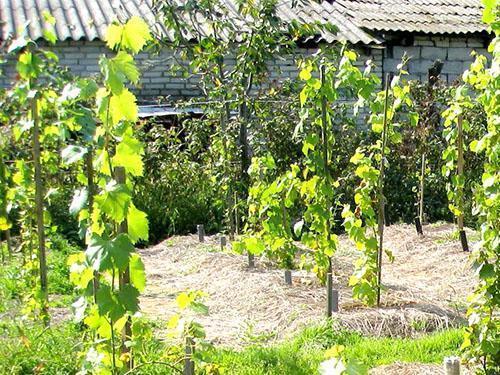 Uvas en su cabaña de verano