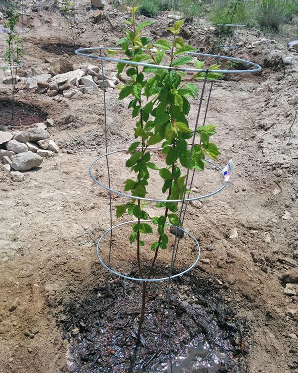 planter des cerises en feutre