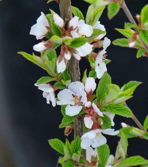 floraison abondante